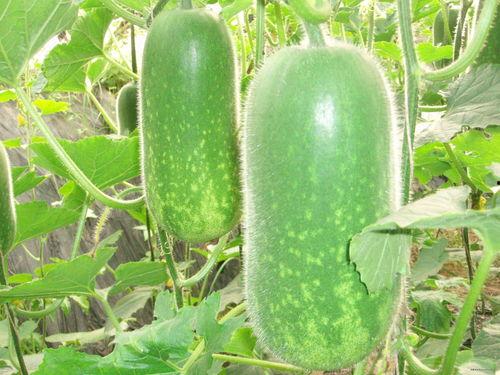 娱乐吃瓜场地图片高清,一场视觉盛宴的幕后揭秘 第2张 娱乐吃瓜场地图片高清,一场视觉盛宴的幕后揭秘 第2张